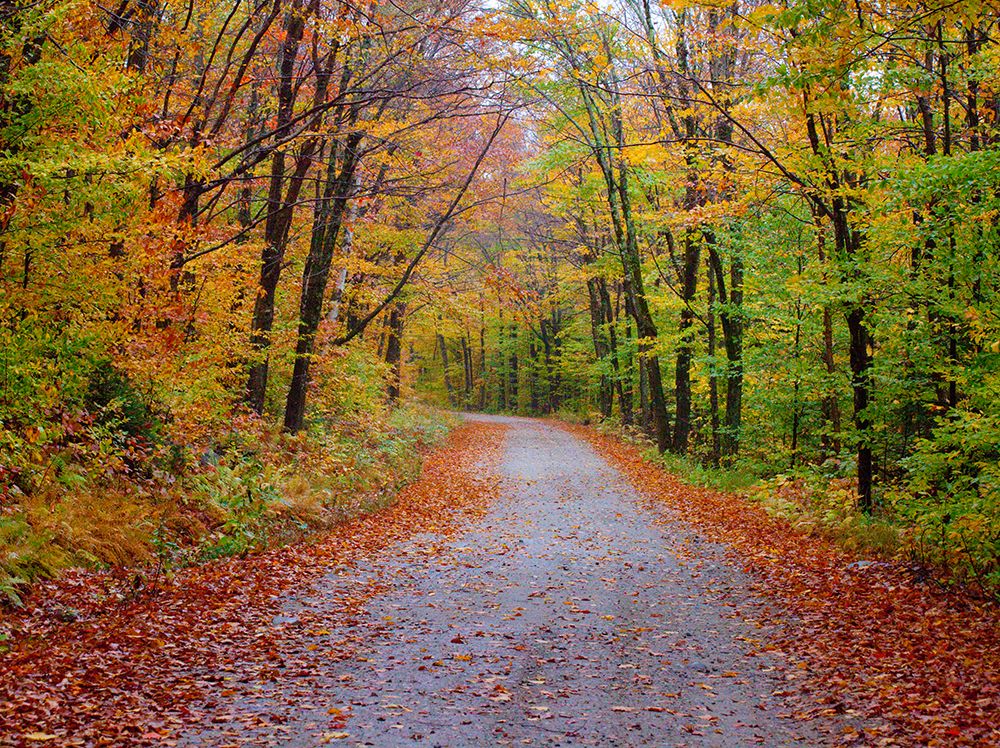 USA-New Hampshire-Sugar Hill wet and foggy morning along roadway in Autumn colors
